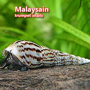 Malaysain trumpet snails